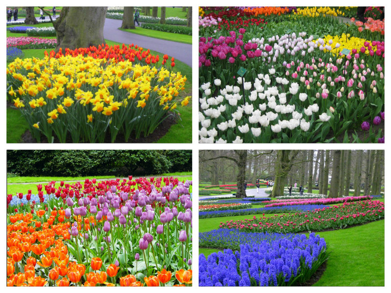 Keukenhof